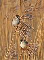 Reed Buntings_David Pryke